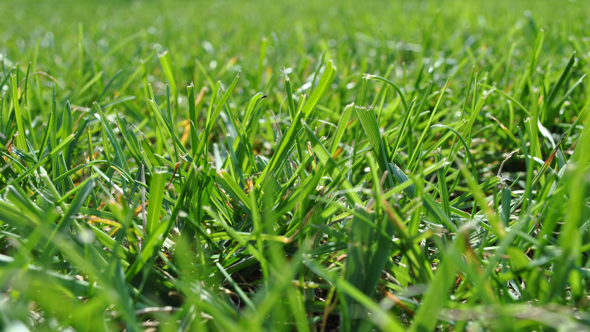 Grüne Wiese mit Gras - Symbolbild für Cannabis, Marihuana und Drogenstrafrecht nach BtMG - Anwalt Strafrecht