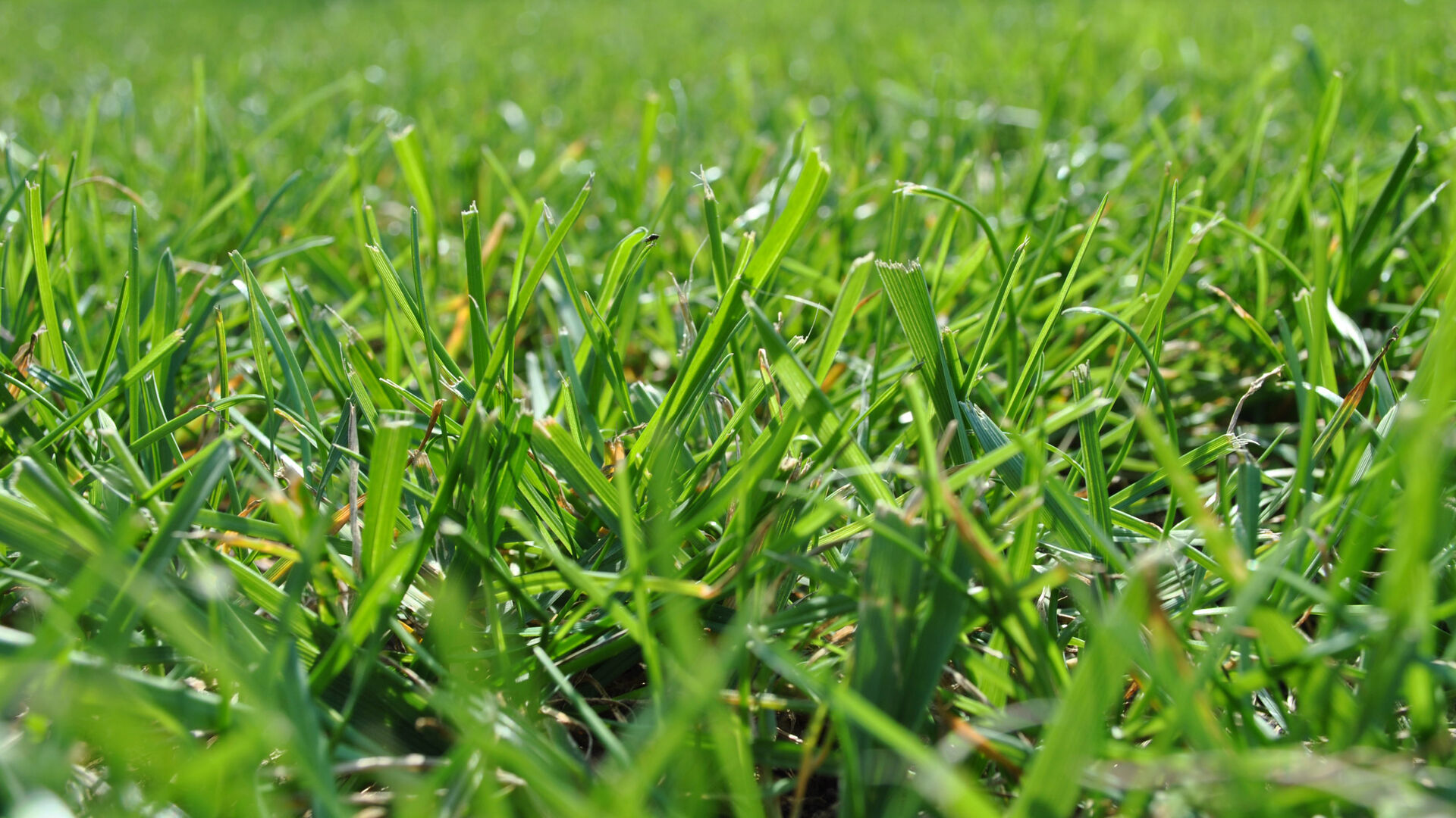 Grüne Wiese mit Gras - Symbolbild für Cannabis, Marihuana und Drogenstrafrecht nach BtMG - Anwalt Strafrecht